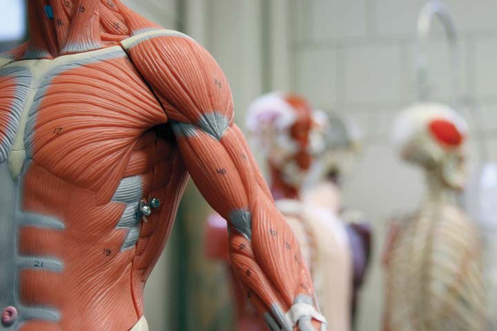 Présciences de la santé – voie vers les certificats et diplômes