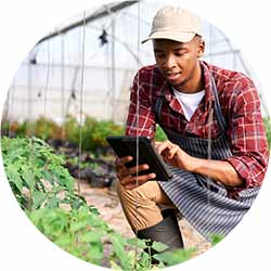 Agriculture, greenhouse cultivation and black man on tablet, monitors plant growth or harvest time