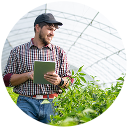Un ouvrier agricole analyse la croissance des légumes dans la serre avec une tablette numérique.