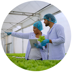 Un entrepreneur travaille dans une ferme hydroponique, où les légumes poussent dans une serre en utilisant des techniques de plantation modernes sans sol.