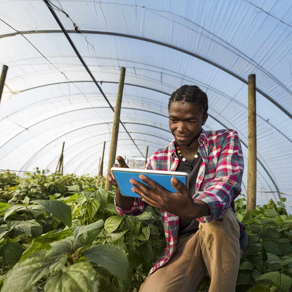 Une image au niveau de la surface d'un jeune mâle africain Xhosa dans son potager en serre, assis sur ses pattes arrière tout en référençant des informations sur sa tablette.