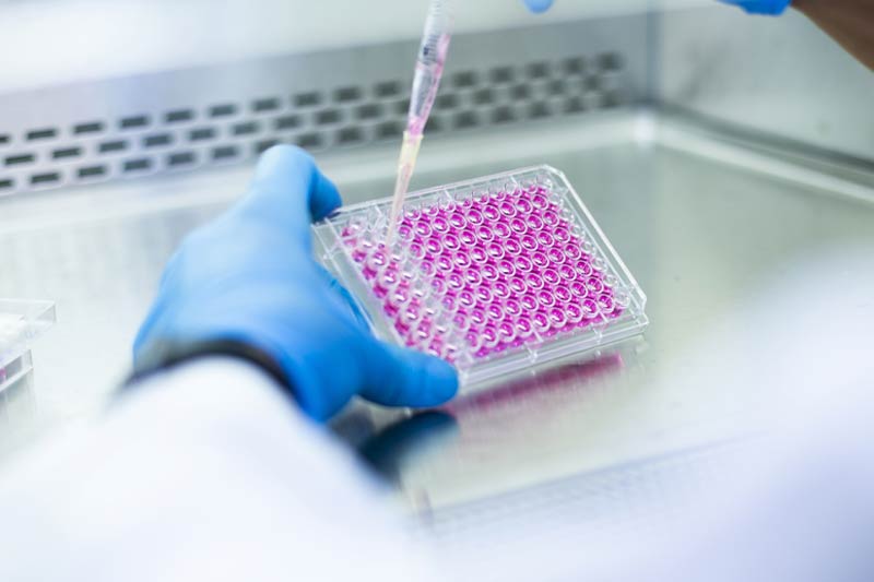 Manipulation d’une plaque multi-puits remplie de liquide rose dans un laboratoire, avec des mains gantées utilisant une pipette, illustrant une expérience scientifique précise et stérile.