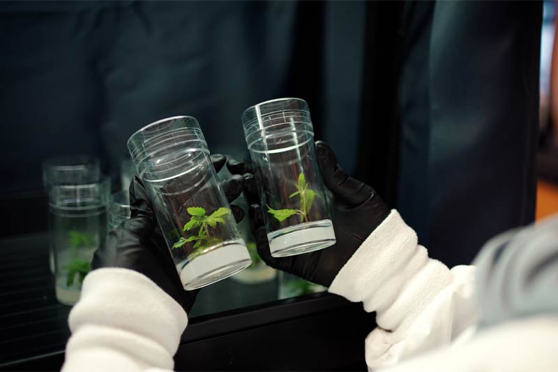  ScientiTravail de culture de tissus végétaux en laboratoire : mains gantées tenant deux contenants transparents avec de jeunes plantules, dans un environnement stérile et contrôlé.fique travaillant dans le laboratoire