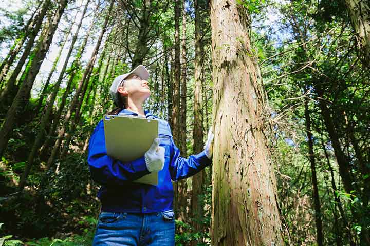 Technologie en environnement forestier – faune