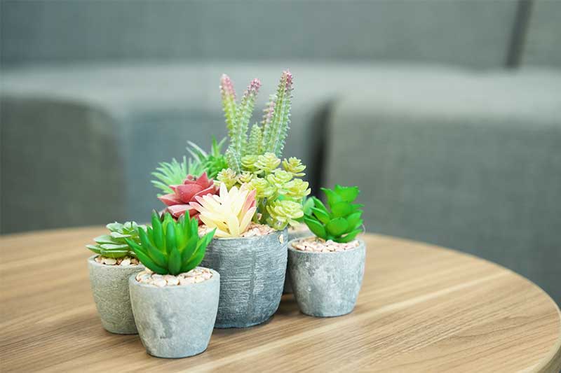 Ensemble de petites plantes succulentes en pot disposées sur une table en bois. Cet arrangement comprend des succulentes de différentes variétés et couleurs.